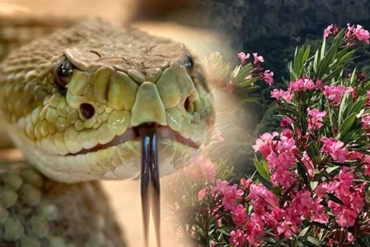 Oleander təhlükəsi: populyar bəzək bitkisi həyatı riskə atır
