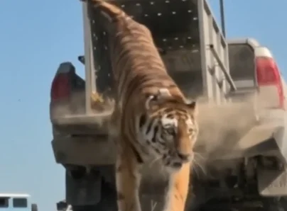 Amur pələngi Qazaxıstanda 70 ildən sonra təbiətə buraxıldı