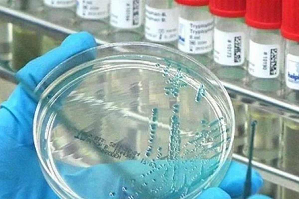 Hantavirus təhlükəsi nə qədər realdır?