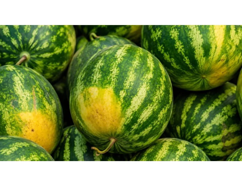 Yetişmiş qarpızı necə seçmək olar